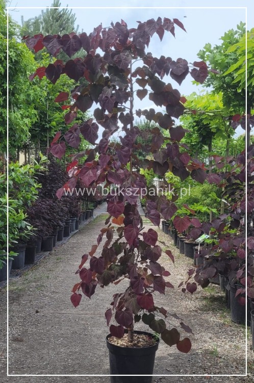 Judaszowiec kanadyjski Forest Pansy - BORDOWE LIŚCIE- Cercis canadensis 200cm