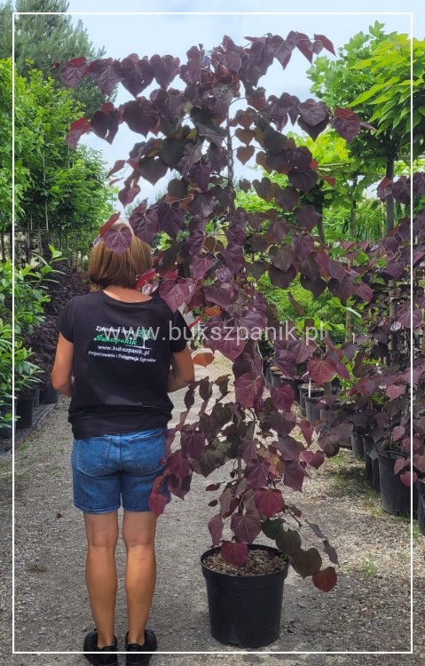 Judaszowiec kanadyjski Forest Pansy - BORDOWE LIŚCIE- Cercis canadensis 200cm