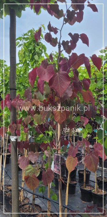 Judaszowiec kanadyjski Forest Pansy - BORDOWE LIŚCIE- Cercis canadensis 200cm
