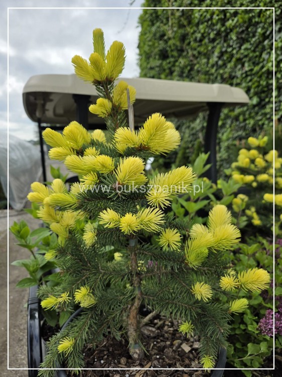 Świerk kłujący Maigold- wys. 160cm/70-80cm Picea Pugens C20l