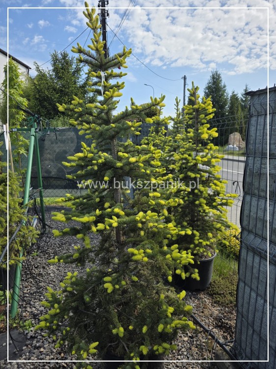 Świerk kłujący Maigold- wys. 160cm/70-80cm Picea Pugens C20l