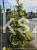 Świerk kłujący Maigold- wys. 160cm/70-80cm Picea Pugens C20l