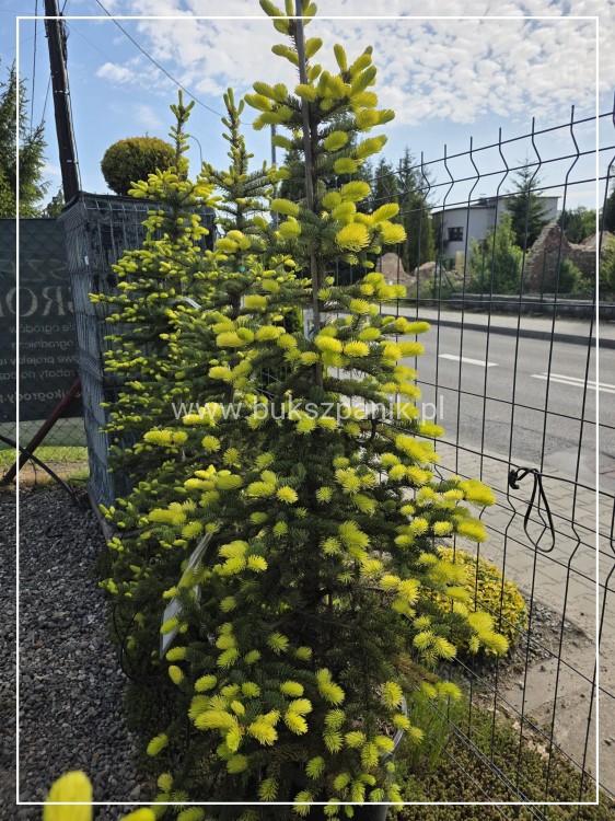 Świerk kłujący Maigold- wys. 160cm/70-80cm Picea Pugens C20l