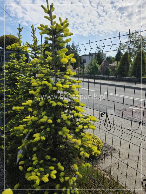 Świerk kłujący Maigold- wys. 160cm/70-80cm Picea Pugens C20l