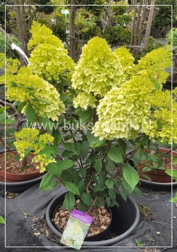 Hortensja bukietowa DIAMANTINO - Hydrangea paniculata C10l