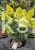 Hortensja bukietowa DIAMANTINO - Hydrangea paniculata C10l
