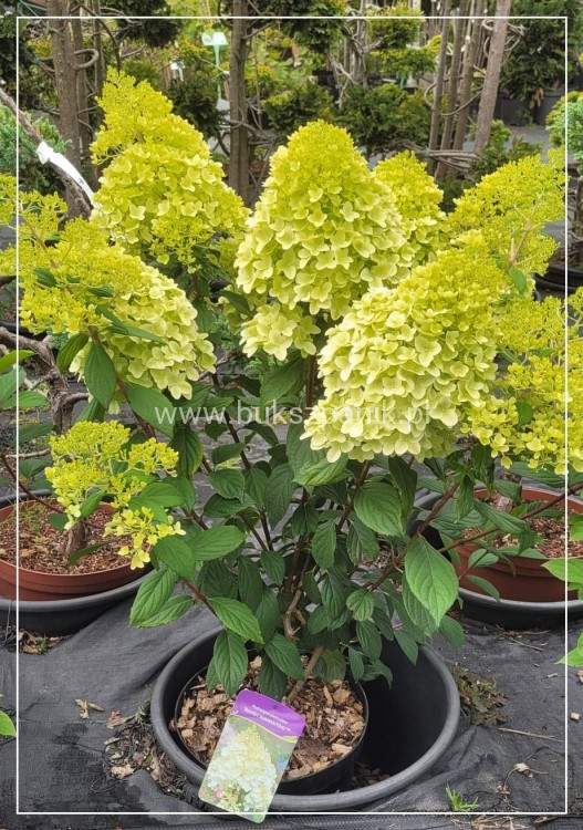 Hortensja bukietowa DIAMANTINO - Hydrangea paniculata C10l