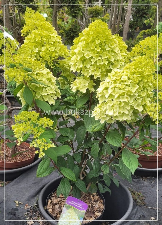 Hortensja bukietowa DIAMANTINO - Hydrangea paniculata C10l