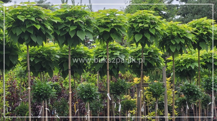 Catalpa Katalpa Nana kuliste drzewo obw. 10-12cm Pa200-220cm