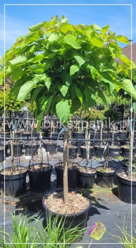 Catalpa Katalpa Nana ob 10-12cm PA 100cm