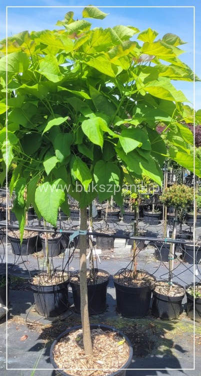 Catalpa Katalpa Nana ob 10-12cm PA 100cm