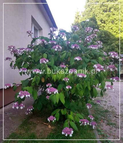 Hortensja piłkowana 'Bluebird' Hydrangea serrata C5l