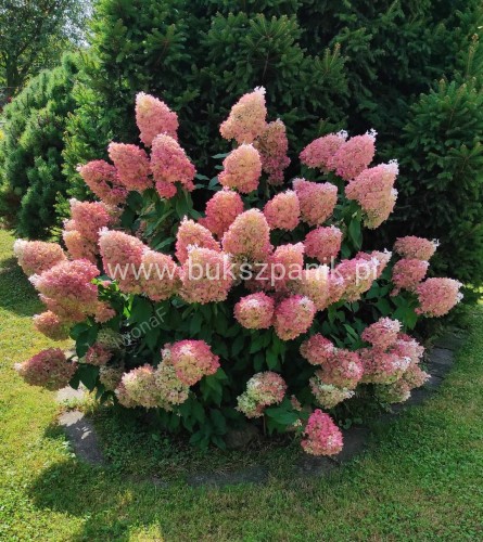 Hortensja bukietowa Renhy "VANILLE FRAISE" Hydrangea paniculata
