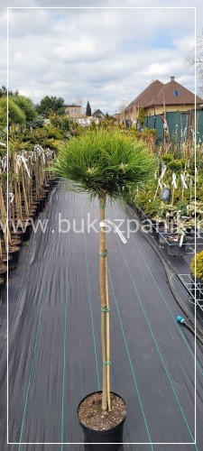Sosna czarna 'Marie Bregeon' ᴾᴮᴿC10l, PA85-95cm - Pinus nigra