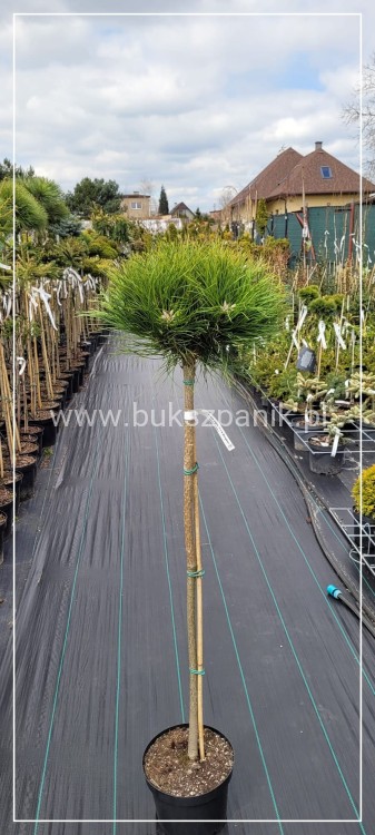 Sosna czarna 'Marie Bregeon' ᴾᴮᴿC10l, PA85-95cm - Pinus nigra