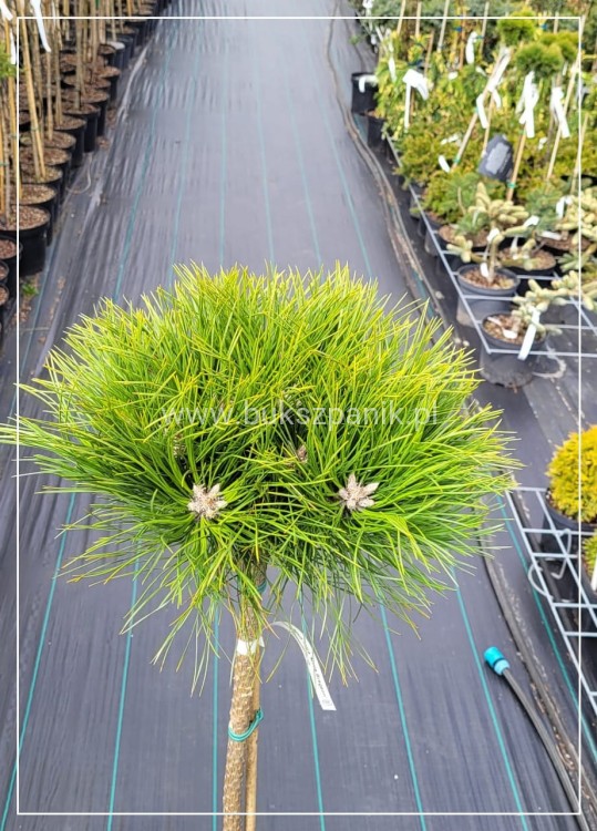 Sosna czarna 'Marie Bregeon' ᴾᴮᴿC10l, PA85-95cm - Pinus nigra