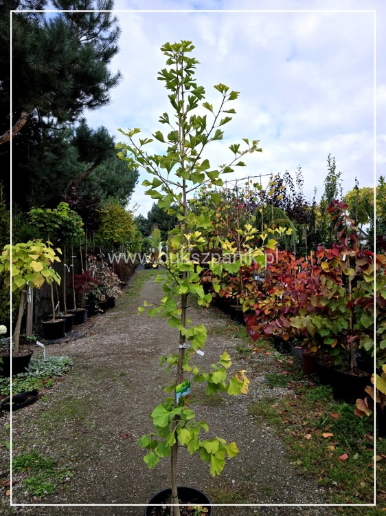 Miłorząb dwuklapowy- Miłorząb japoński - Ginkgo biloba