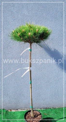 Sosna gęstokwiatowa ‘Watnong’ PA90cm Pinus densiflora
