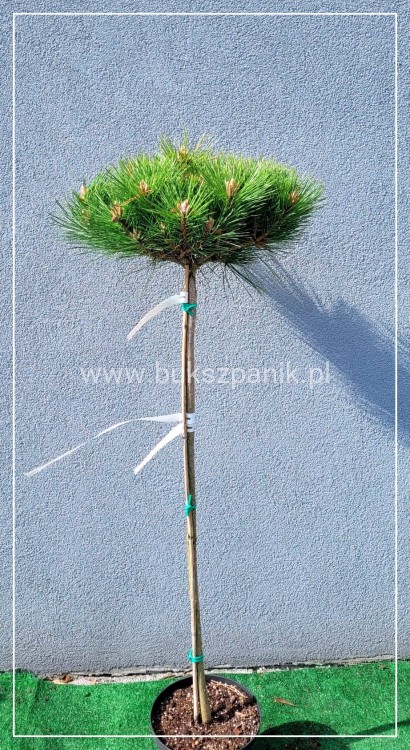 Sosna gęstokwiatowa ‘Watnong’ PA90cm Pinus densiflora