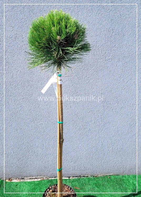 Sosna czarna- Pinus nigra CEBENNENSIS NANA PA 85-100/15-25, C5