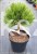 Sosna czarna- Pinus nigra CEBENNENSIS NANA 20-30,
