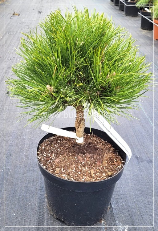 Sosna czarna- Pinus nigra CEBENNENSIS NANA 20-30,