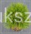 Sosna czarna- Pinus nigra CEBENNENSIS NANA 20-30,