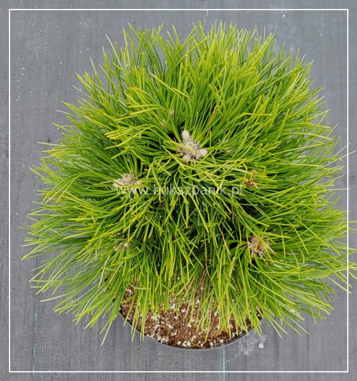 Sosna czarna- Pinus nigra CEBENNENSIS NANA 20-30,