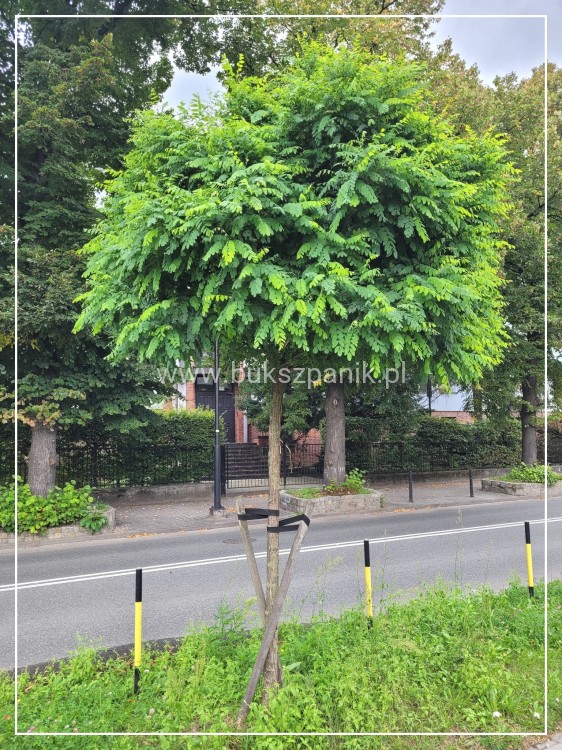 Robinia akacjowa - Robinia pseudoacacia- Umbraculifera PA 220cm, ob: 8-10cm, 50