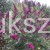 buddleja-davidii-tobudvelve-buzz-series-syn-buddleja-davidii-buzz-velvet.jpeg