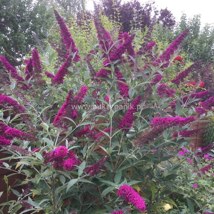 buddleja-davidii-tobudvelve-buzz-series-syn-buddleja-davidii-buzz-velvet.jpeg