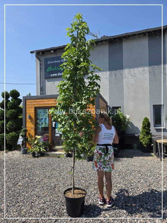 Ambrowiec amerykański Lane Roberts ob 8-10cm= Liquidambar styraciflua