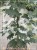 Klon pospolity Warmia- Acer platanoides ob. 10-12cm