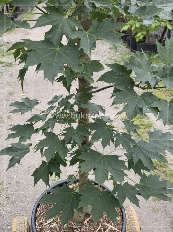 Klon pospolity Warmia- Acer platanoides ob. 10-12cm