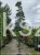 Klon pospolity Warmia- Acer platanoides ob. 10-12cm