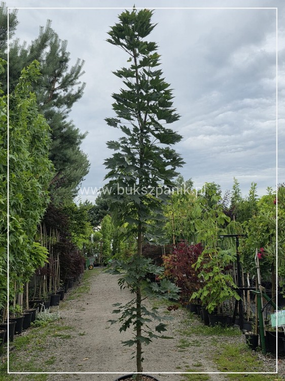 Klon pospolity Warmia- Acer platanoides ob. 10-12cm