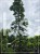 Klon pospolity Warmia- Acer platanoides ob. 10-12cm
