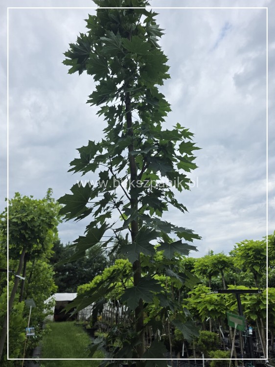 Klon pospolity Warmia- Acer platanoides ob. 10-12cm