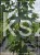 Klon pospolity Warmia- Acer platanoides ob. 10-12cm