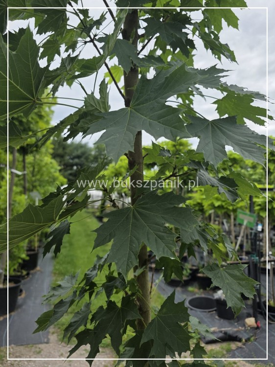 Klon pospolity Warmia- Acer platanoides ob. 10-12cm