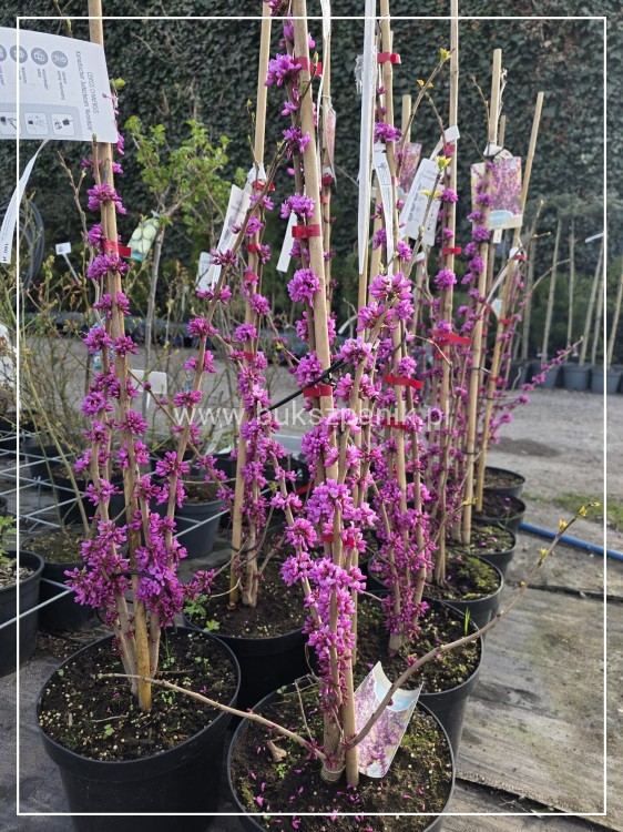 Judaszowiec chiński AVONDALE - Cercis chinensis H:100cm