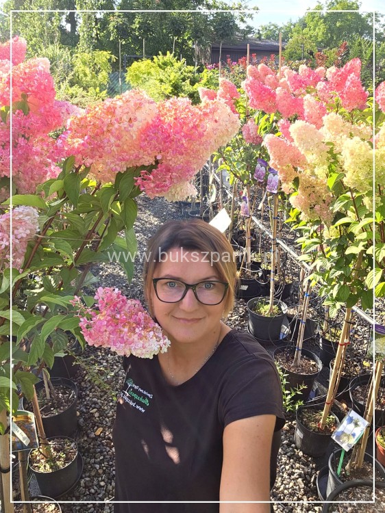 Hortensja bukietowa Sundae Fraise Pa 80-100 C10l