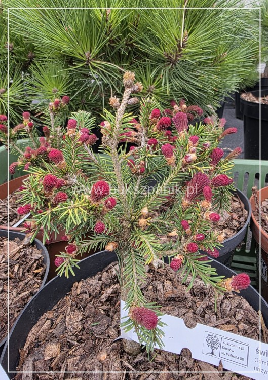 Świerk pospolity RYDAL - Picea abies wys. 60-70cm