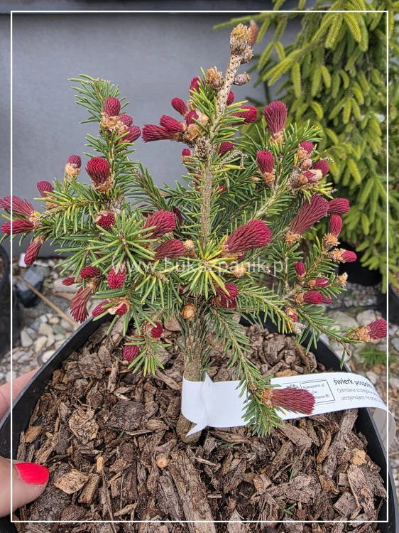 Świerk pospolity RYDAL - Picea abies wys. 60-70cm