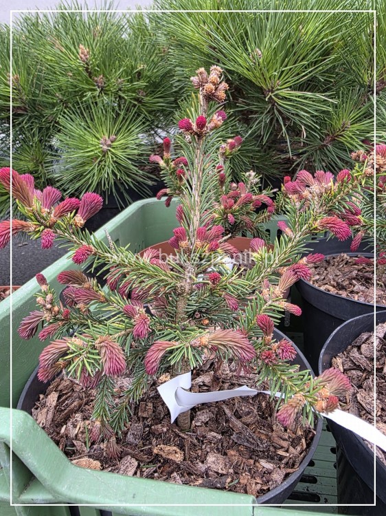Świerk pospolity RYDAL - Picea abies wys. 60-70cm