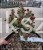 Świerk pospolity RYDAL - Picea abies wys. 60-70cm
