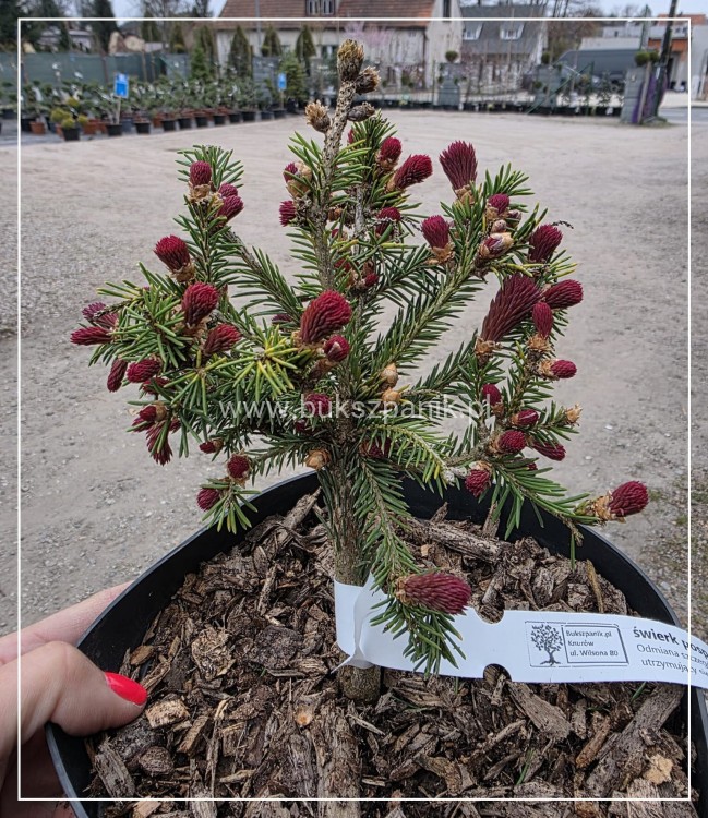 Świerk pospolity RYDAL - Picea abies wys. 60-70cm