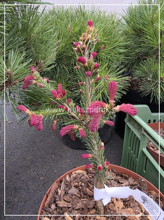 Świerk pospolity RYDAL - Picea abies wys. 60-70cm