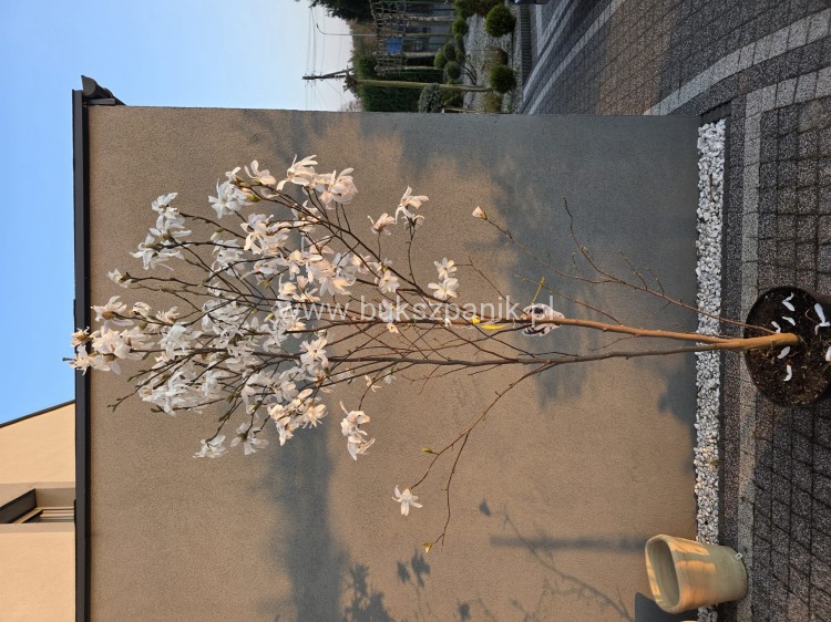 Magnolia x loebneri 'Donna’ C25l, 150-175cm,