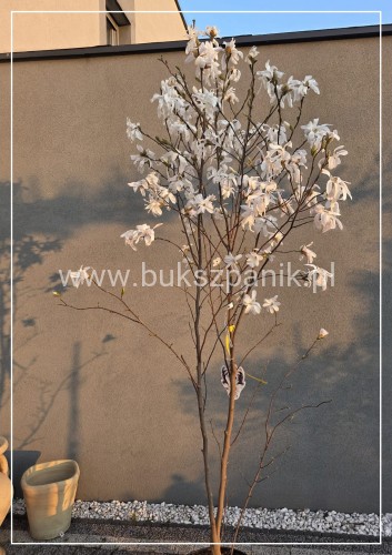 Magnolia x loebneri 'Donna’ C25l, 150-175cm,